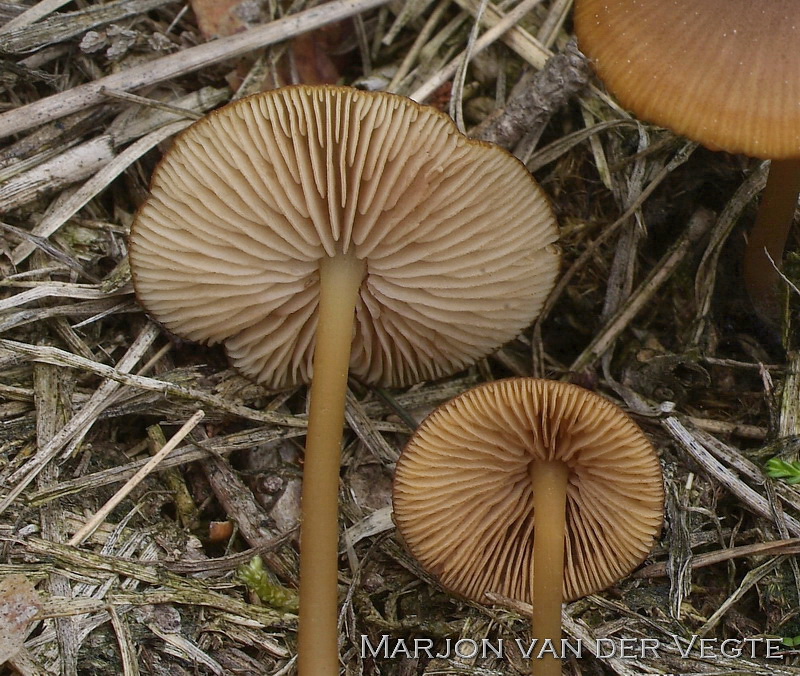 Geelplaatstaalsteeltje - Entoloma xanthochroum Geelplaatstaalsteeltje - Entoloma xanthochroum