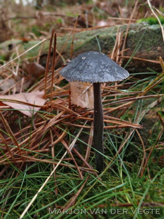 Blauwe satijnzwam - Entoloma nitidum