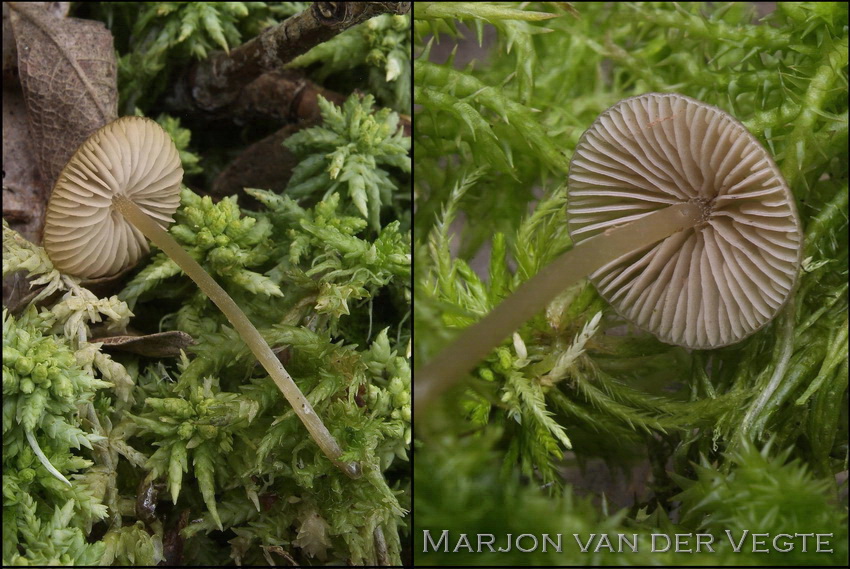 Sierlijke satijnzwam - Entoloma cornicolor