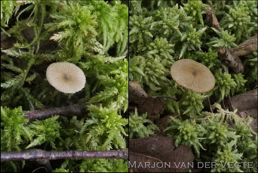 Sierlijke satijnzwam - Entoloma cornicolor