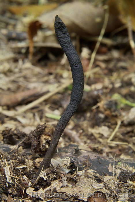 Esdoorn houtknotszwam - Xylaria longipes