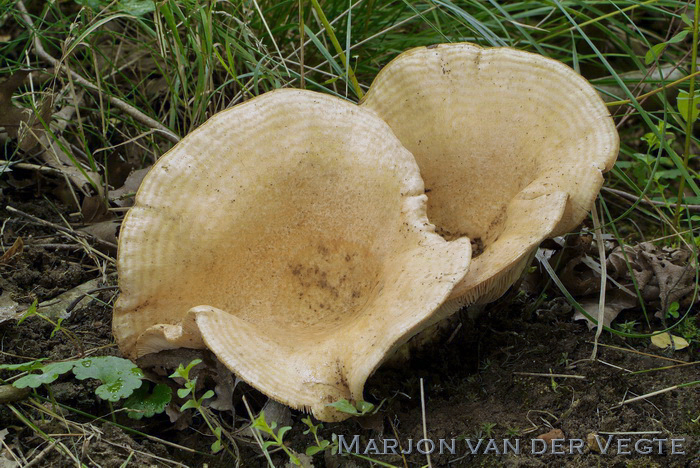 Fijngegordelde melkzwam - Lactarius zonarius