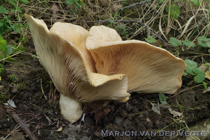 Fijngegordelde melkzwam - Lactarius zonarius