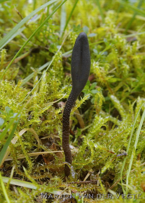 Fijngeschubde aardtong - Geoglossum fallax