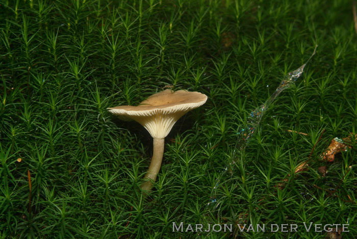 Slanke trechterzwam - Clitocybe gibba