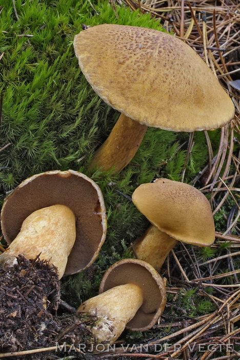 Fijnschubbige boleet - Suillus variegatus