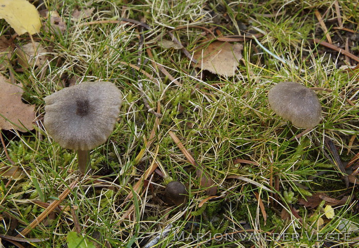 Entoloma griseopulchrum - Entoloma griseopulchrum