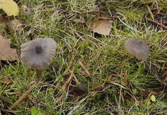 Fijnschubbige satijnzwam - Entoloma jubatum