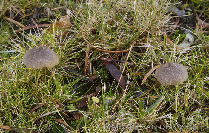 Fijnschubbige satijnzwam - Entoloma jubatum