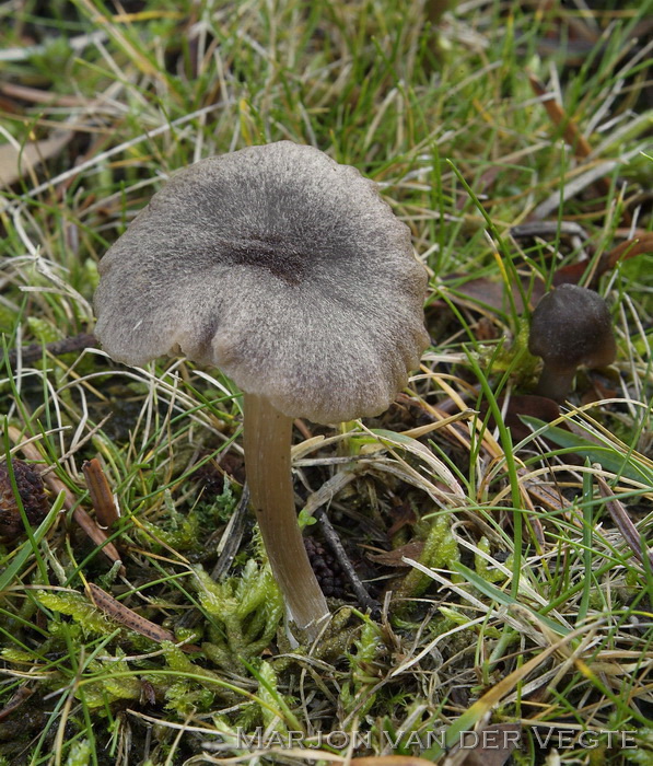 Fijnschubbige satijnzwam - Entoloma jubatum