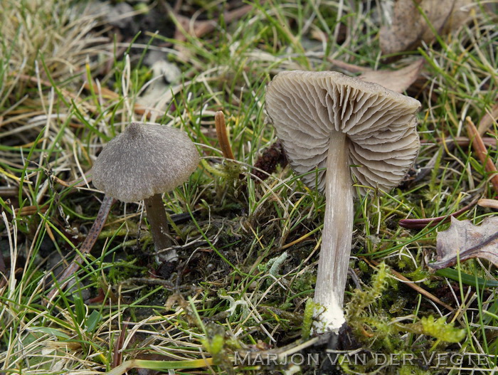 Entoloma griseopulchrum - Entoloma griseopulchrum