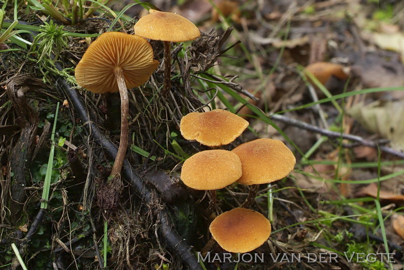 Gouden vloksteeltje - Flammulaster limulatus S.L.