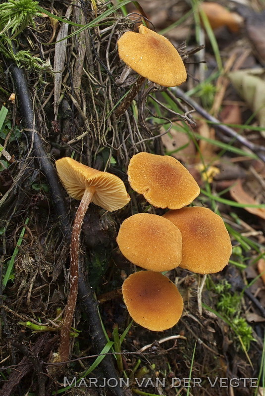 Gouden vloksteeltje - Flammulaster limulatus S.L.