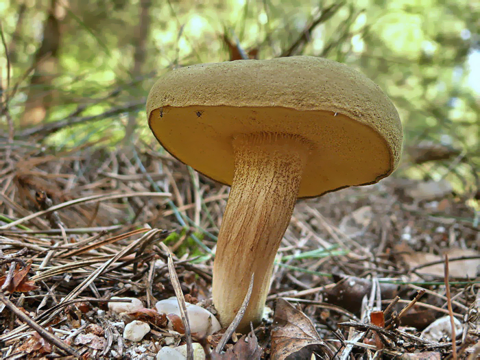 Fluweelboleet - Xerocomus subtomentosus