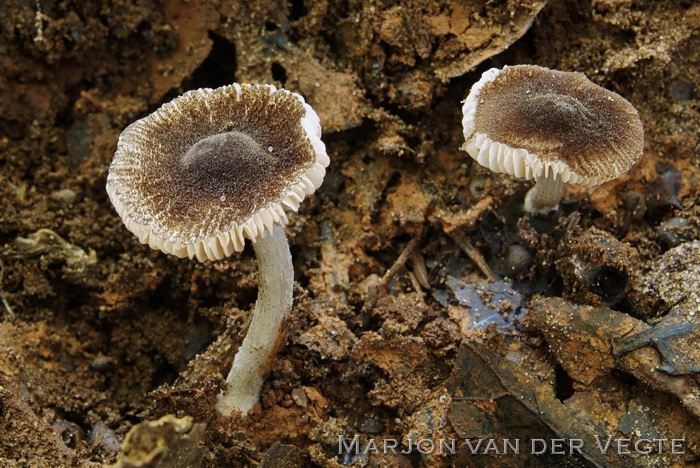 Fluweelhertezwam - Pluteus podospileus