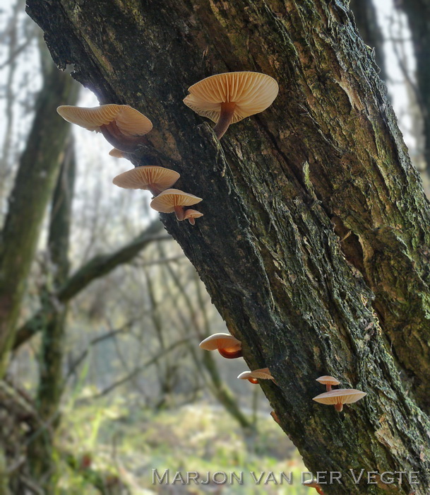 Gewoon fluweelpootje - Flammulina velutipes