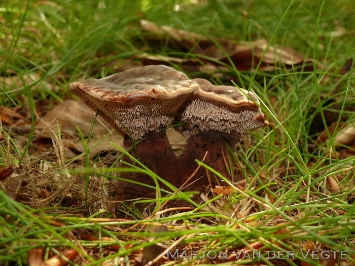 Fluwelige stekelzwam - Hydnellum spongiosipes