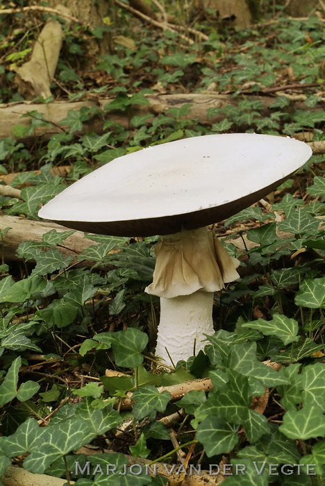 Grootsporige champignon - Agaricus urinascens var. excellens