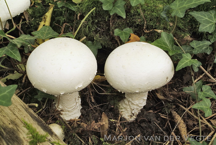 Grootsporige champignon - Agaricus urinascens var. excellens