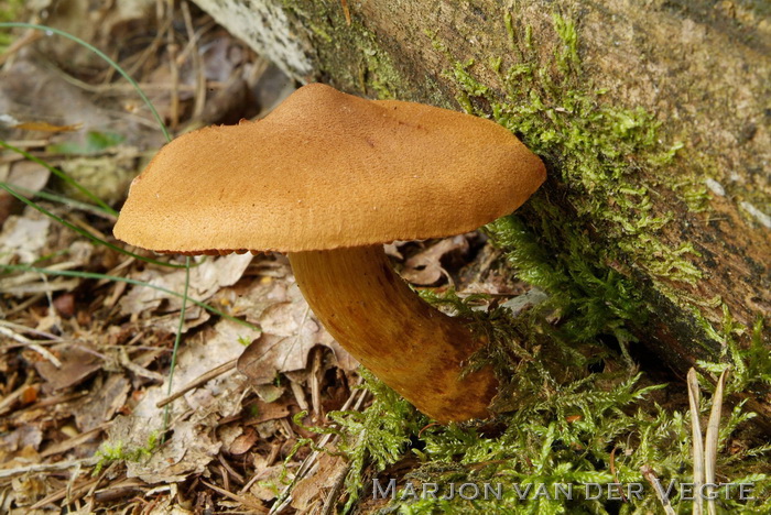Fraaie gifgordijnzwam - Cortinarius rubellus