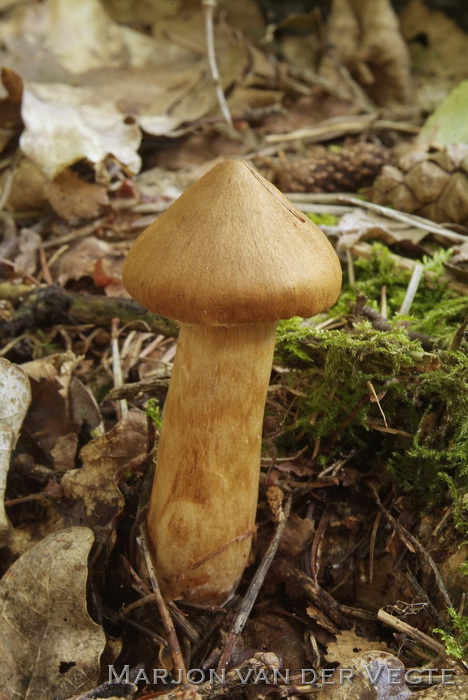 Fraaie gifgordijnzwam - Cortinarius rubellus