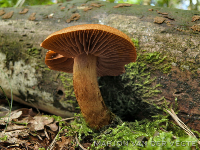 Fraaie gifgordijnzwam - Cortinarius rubellus