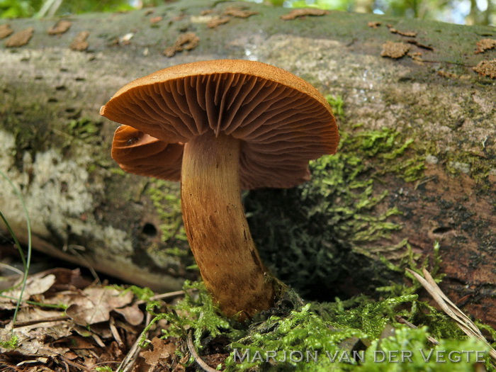 Fraaie gifgordijnzwam - Cortinarius orellanoides