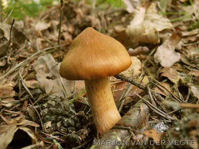 Fraaie gifgordijnzwam - Cortinarius rubellus