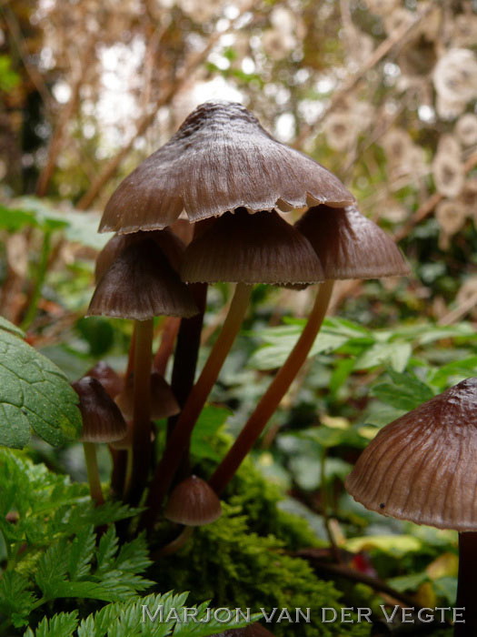 Fraaisteelmycena - Mycena inclinata