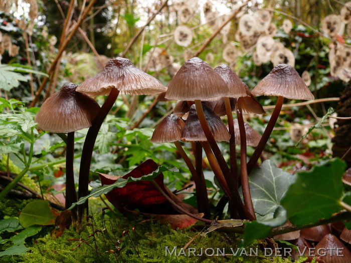 Fraaisteelmycena - Mycena inclinata