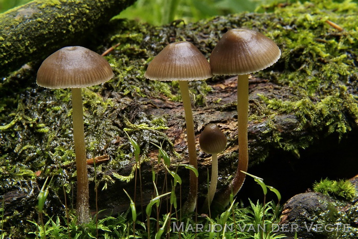 Fraaisteelmycena - Mycena inclinata