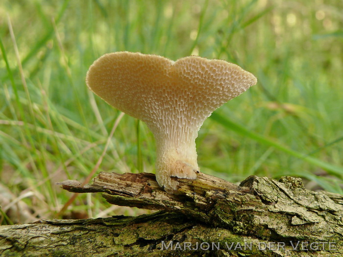 Franjeporiezwam - Polyporus tuberaster