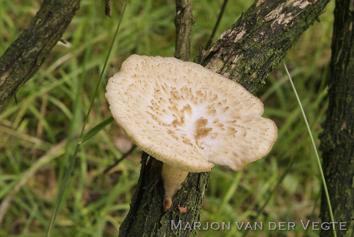 Franjeporiezwam - Polyporus tuberaster