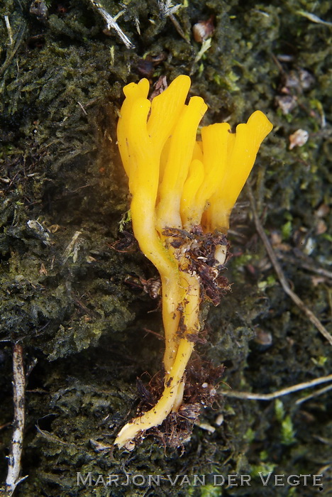 Gaffelhoorntje - Calocera furcata