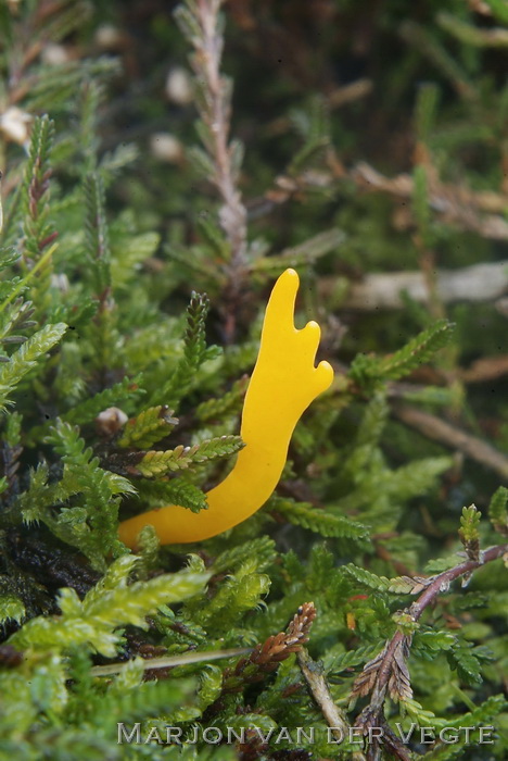 Gaffelhoorntje - Calocera furcata