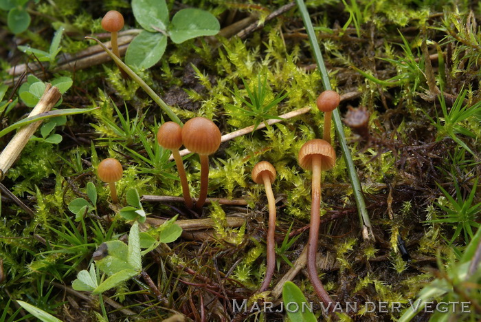 Behaard barnsteenmosklokje - Galerina atkinsoniana f. quadrispora