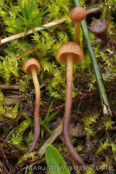 Behaard barnsteenmosklokje - Galerina atkinsoniana f. quadrispora