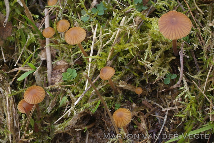 Harig mosklokje - Galerina caulocystidiata