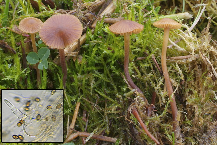 Harig mosklokje - Galerina caulocystidiata