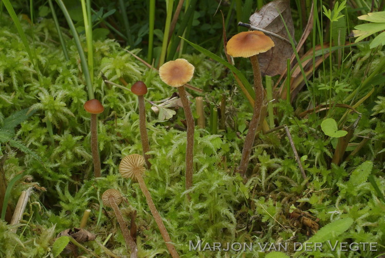 Laagveenmosklokje - Galerina hybrida