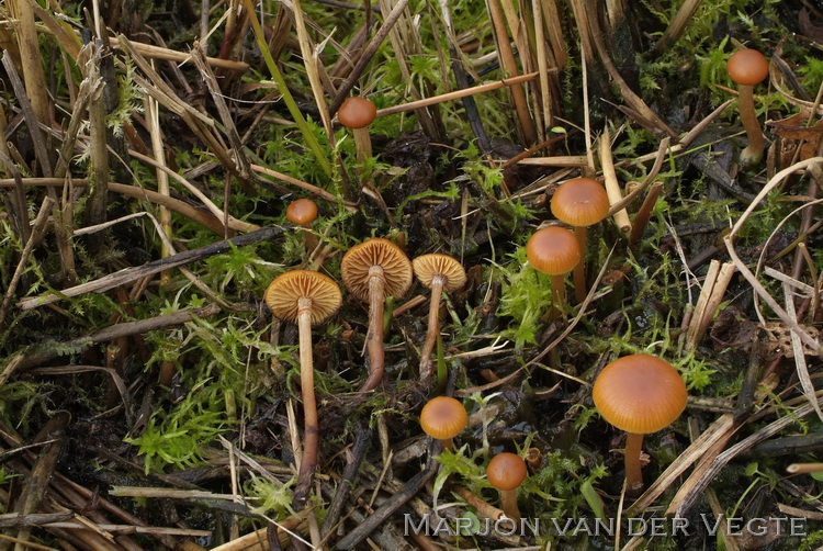 Beemdmosklokje - Galerina hygrophila