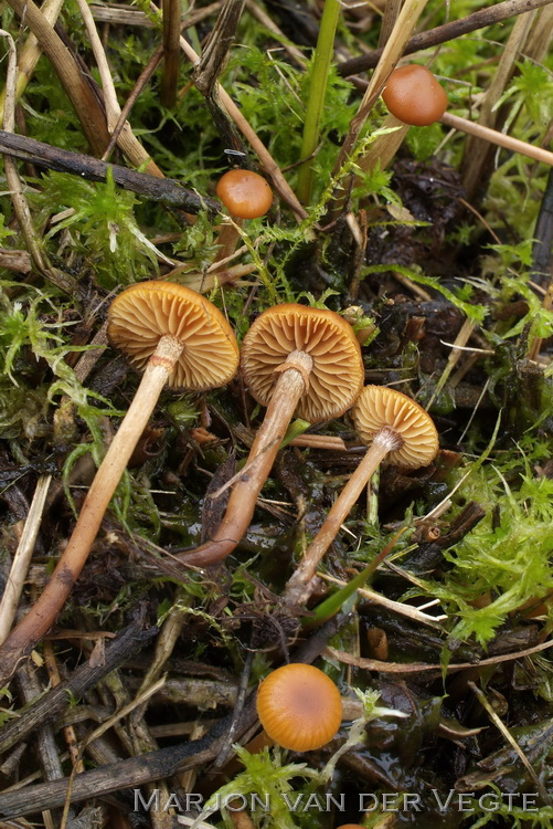 Beemdmosklokje - Galerina hygrophila