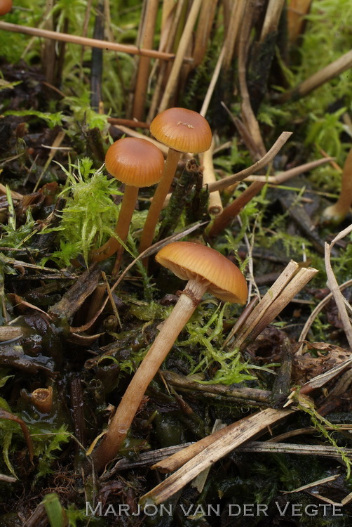 Beemdmosklokje - Galerina hygrophila