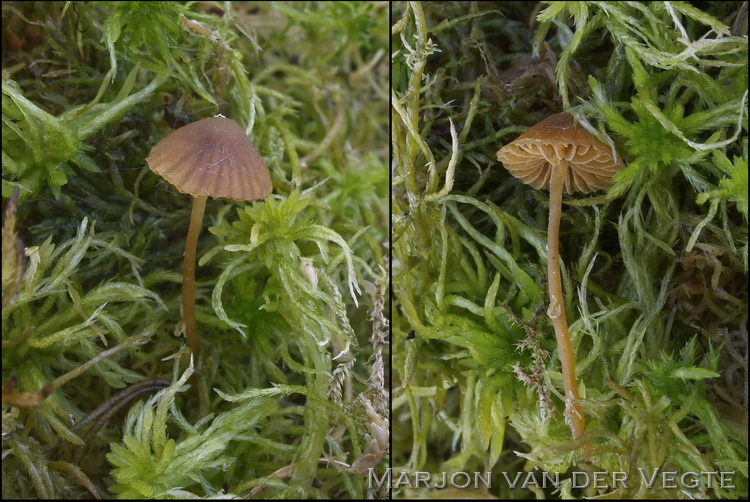 Geelbruin mosklokje - Galerina hypnorum