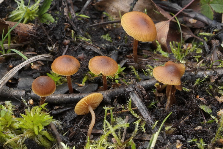 Wilgenmosklokje - Galerina lacustris