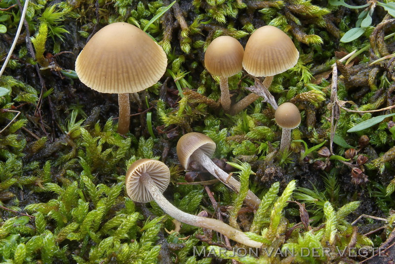 Vaal mosklokje - Galerina mniophila