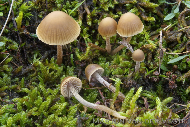 Vaal mosklokje - Galerina mniophila