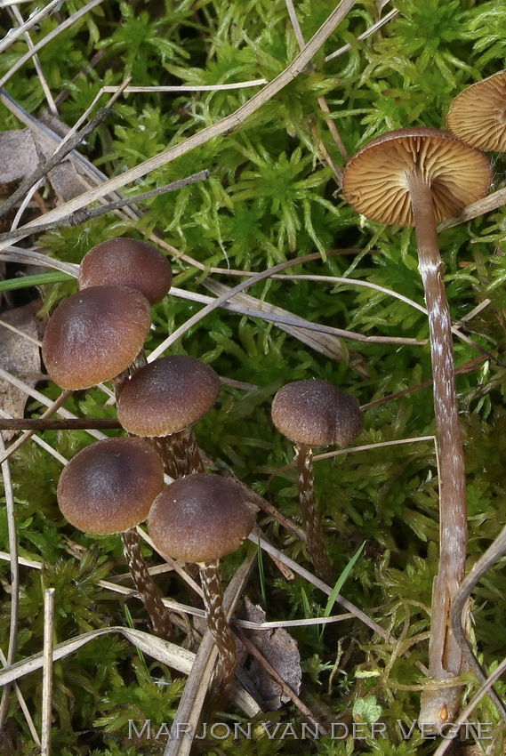 Vlokkig veenmosklokje - Galerina paludosa