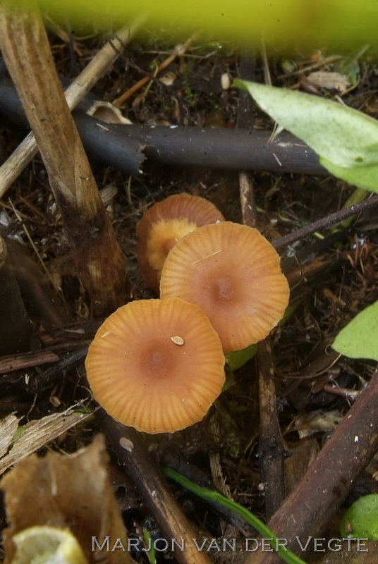 Broekbosmosklokje - Galerina salicicola