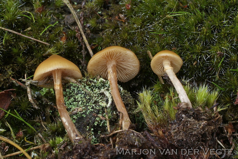 Galerina sp1 - Galerina sp1 Galerina sp1 - Galerina sp1